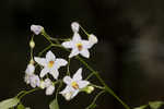 Jasmine nightshade